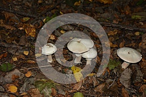 Mushrooms on with latin name agaricus silvaticus in a forest glade