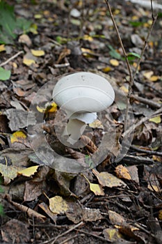 Mushrooms on with latin name agaricus silvaticus in a forest glade