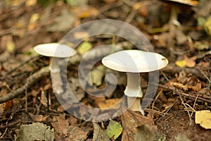 Mushrooms on with latin name agaricus silvaticus in a forest glade