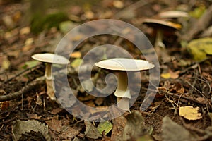 Mushrooms on with latin name agaricus silvaticus in a forest glade