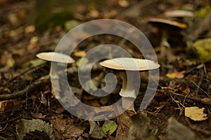 Mushrooms on with latin name agaricus silvaticus in a forest glade