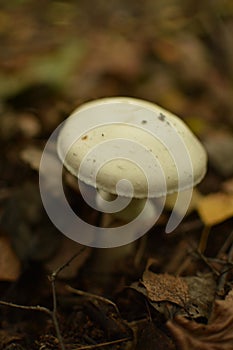 Mushrooms on with latin name agaricus silvaticus in a forest glade