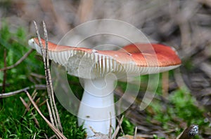 mushrooms on with latin name agaricus silvaticus in a forest glade