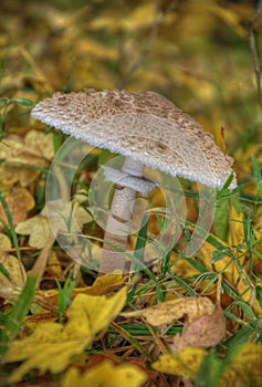 Mushrooms on with latin name agaricus silvaticus in a forest glade