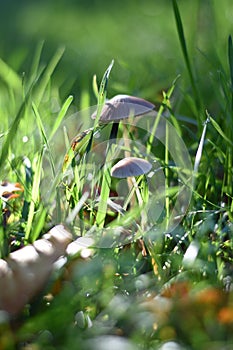 Mushrooms in the lawn photo