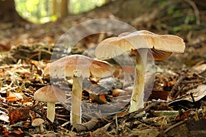 Mushrooms in leaf litter