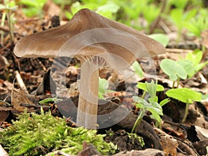 Mushrooms in leaf litter