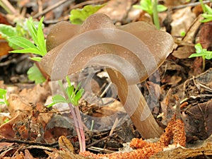 Mushrooms in leaf litter