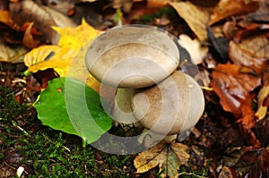 Mushrooms and leaves