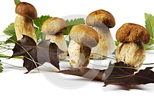 Mushrooms and leaves