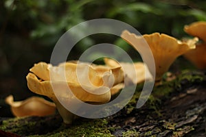 Mushrooms lichen