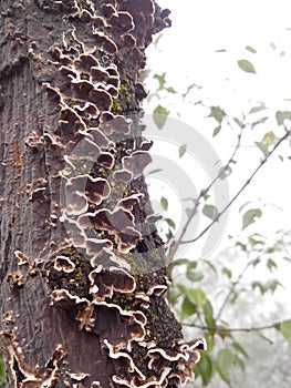 mushrooms on a live tree photo