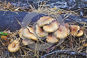 Mushrooms on a log