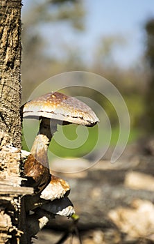 Mushrooms on log