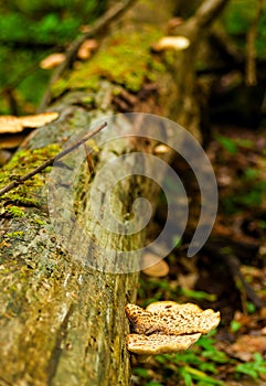 Mushrooms on log