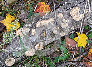 Mushrooms on a Log in Fall