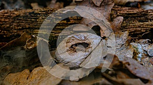 Mushrooms Lycoperdon perlatum in the forest