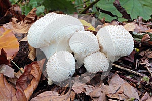 Mushrooms Lycoperdon perlatum growing in group