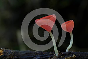 Mushrooms, macro, couple, forest, environment, natural, wet, red, wildlife,
