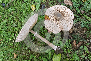 Mushrooms Macrolepiota procera or Lepiota procera. Mushrooms g