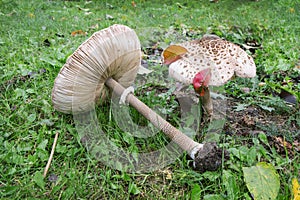 Mushrooms Macrolepiota procera or Lepiota procera. Mushrooms g