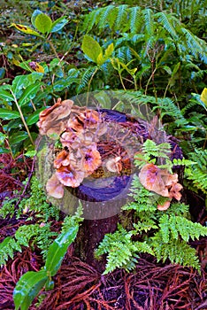 Mushrooms Maitake on Forest Log, Autumn Forest, Rains Season photo