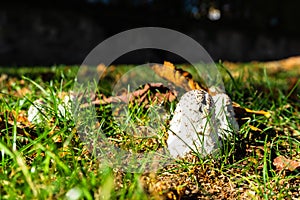 Mushrooms in a meadow