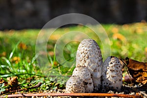 Mushrooms in a meadow