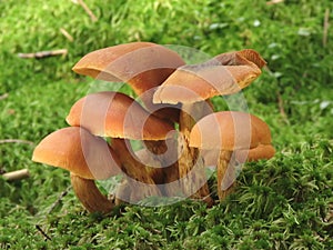 Mushrooms in moss