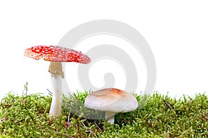 Mushrooms in moss