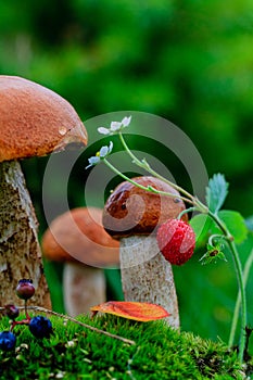 Mushrooms in the moss