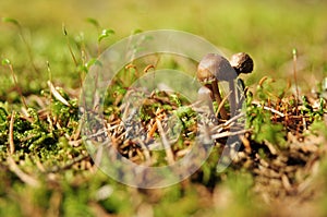 Mushrooms and moss