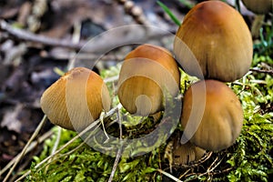 Mushrooms and moss