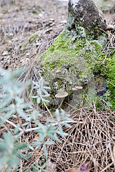 Mushrooms moss forest