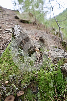 Mushrooms moss forest