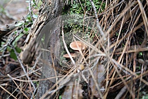 Mushrooms moss forest