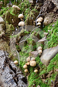 Mushrooms and moss growing on a log
