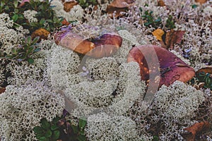 Mushrooms in moss North Tundra