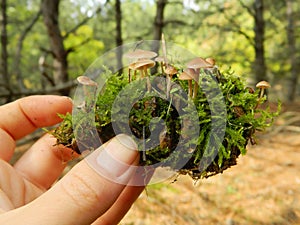 Mushrooms and moss on a pine cone