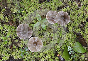 Mushrooms and moss, Rain Forest Trail, Pacific Rim National Park