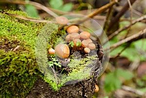 Mushrooms and moss