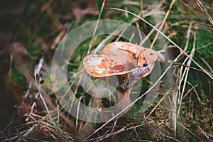 Mushrooms on the mossy ground Selective Focus