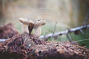 Mushrooms on the mossy ground Selective Focus