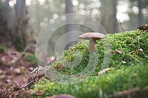 Mushrooms on the mossy ground Selective Focus