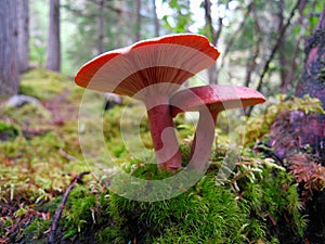 Mushrooms in Mount Robson Provincial Park, British Columbia, Canada