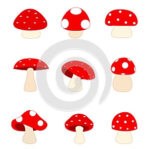 Mushrooms / mushroom photo
