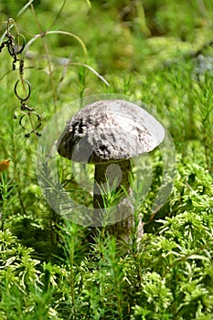 Mushrooms mushroom moss forest vegetation