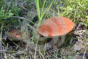 Mushrooms mushroom products food forest