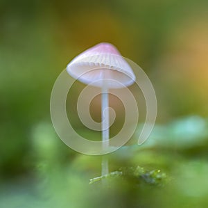 Mushrooms Mycena epipterygia. photo