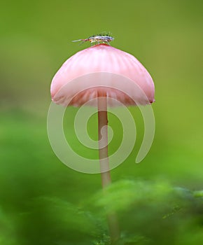 Mushrooms Mycena epipterygia, with a insect on top. photo